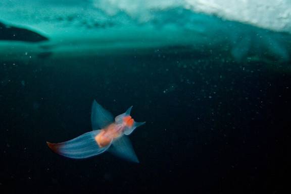 North Pole Diving