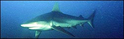 Shark!