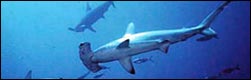Hammerhead Sharks