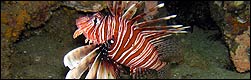Dive South Africa