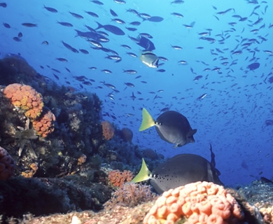 Under the sea: Thailand